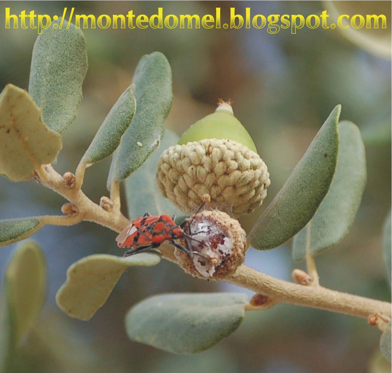 [insecto_melada.jpg]