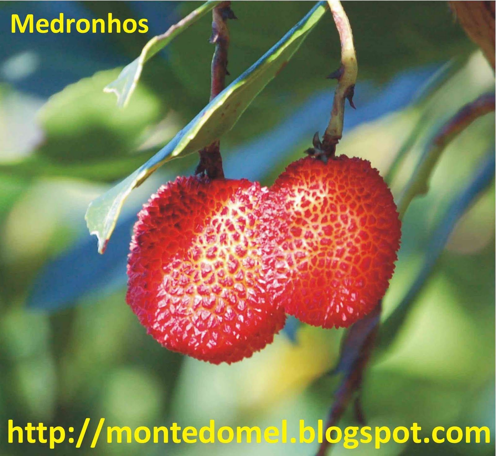 [medronhos.JPG]
