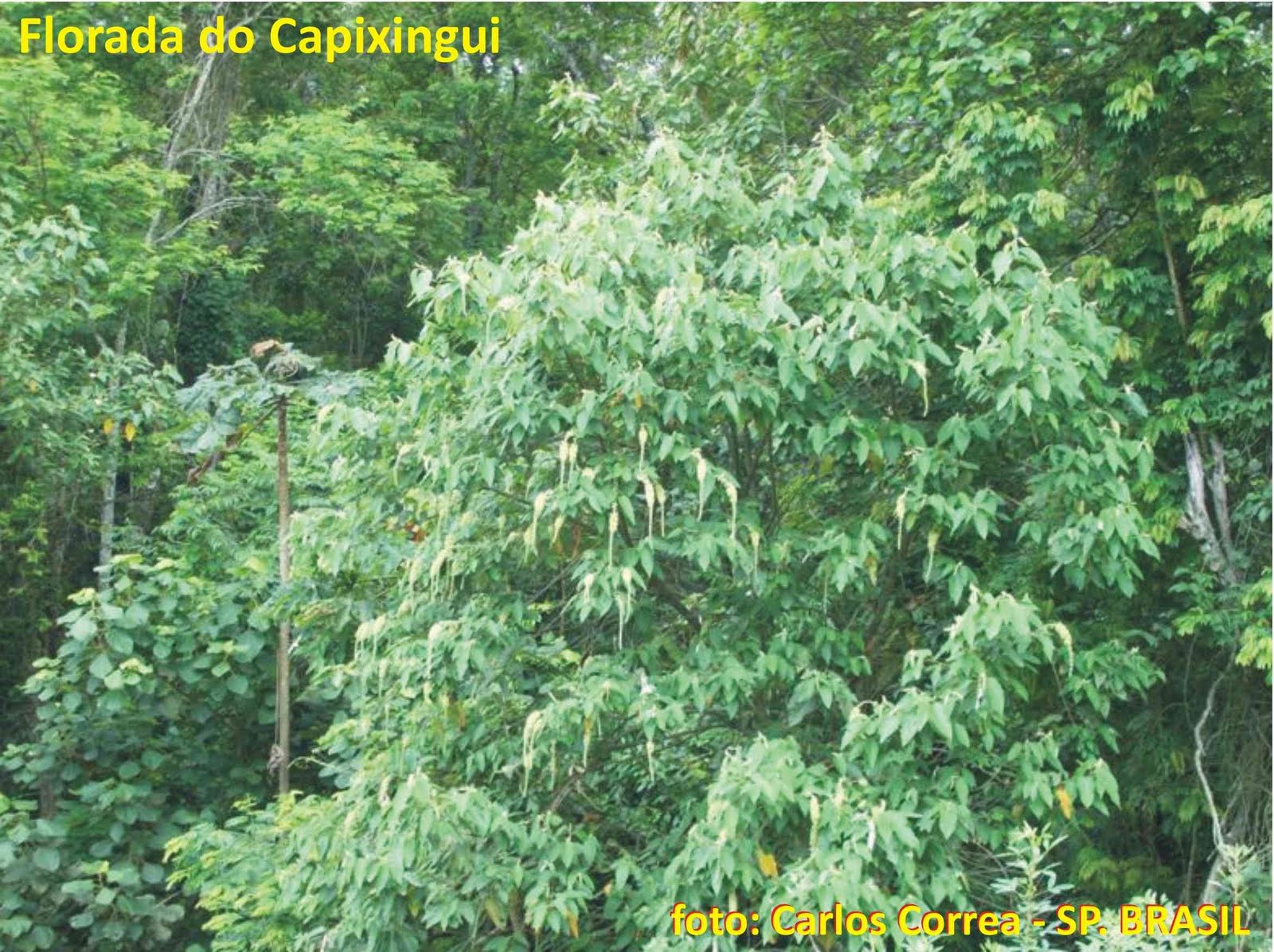 [flor_do_capixingui.JPG]