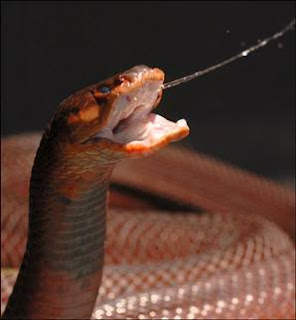 Snake spitting venom