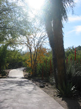 Desert Botanical Garden