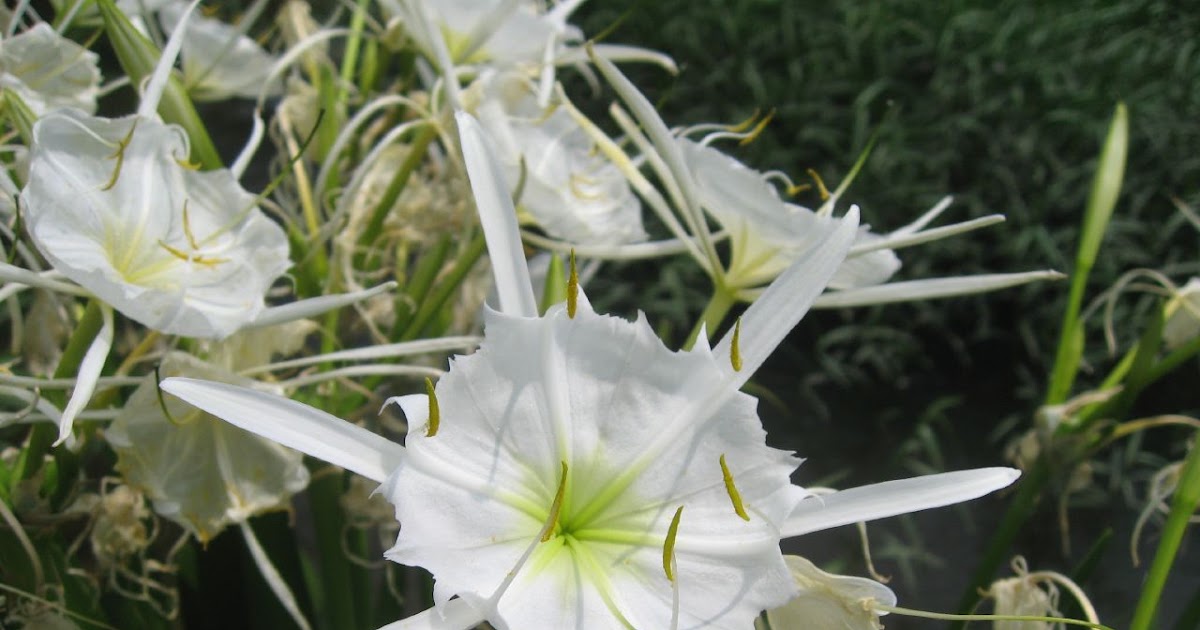 Native Plants From Alabama Cahaba Lily