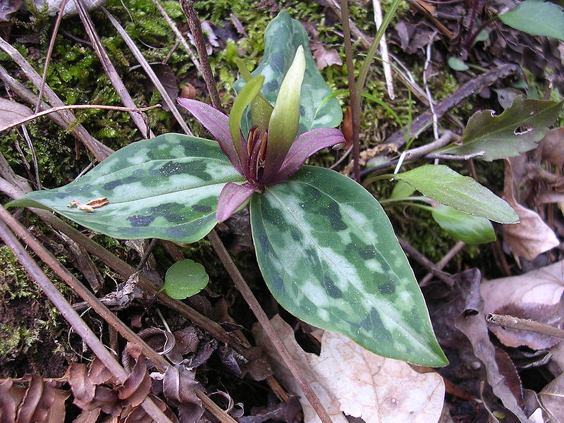 Native Plants From Alabama Relict Trillium