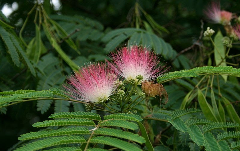 Native Plants From Alabama The Mimosa