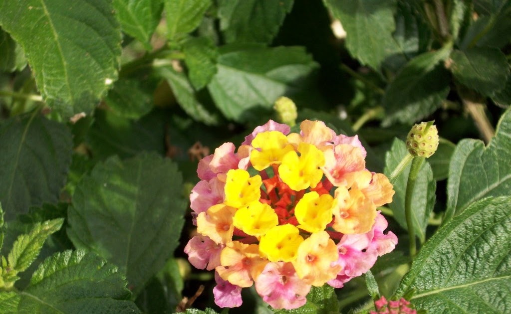 Alabama native plants Idea