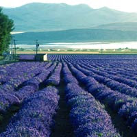 Young Living Lavender Farms