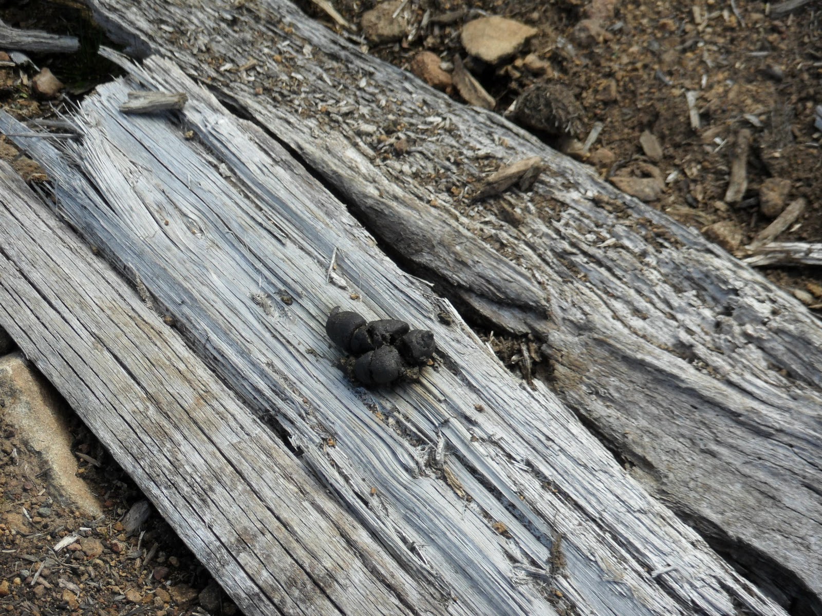 Wombat Poop Cube