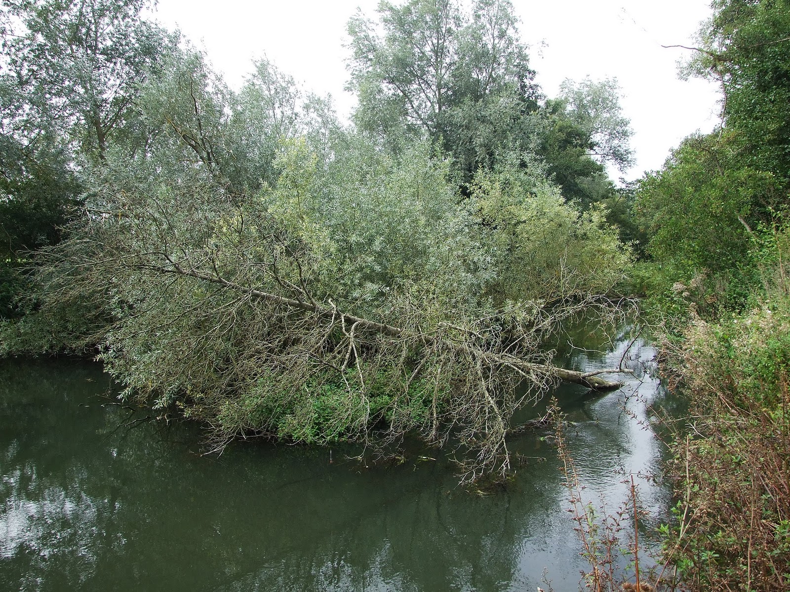 Canoeing and Kayaking on The River October 2010