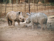Playful young White Rhino
