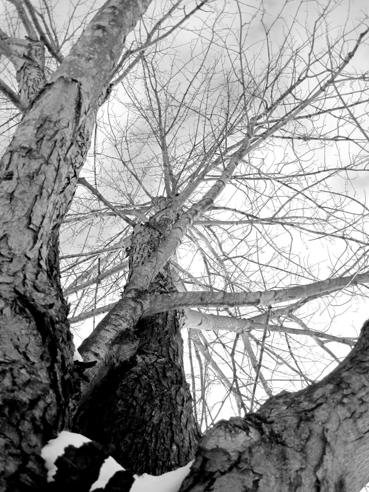 [tree+black+and+white+.jpg]