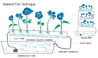 grow plants without soil: Nutrient Film Technique (NFT)