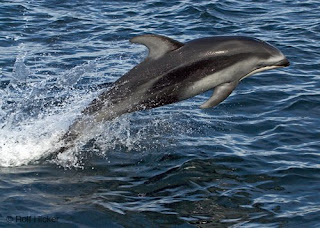 I Love Dolphin Box Front I Love Dolphin Box Front