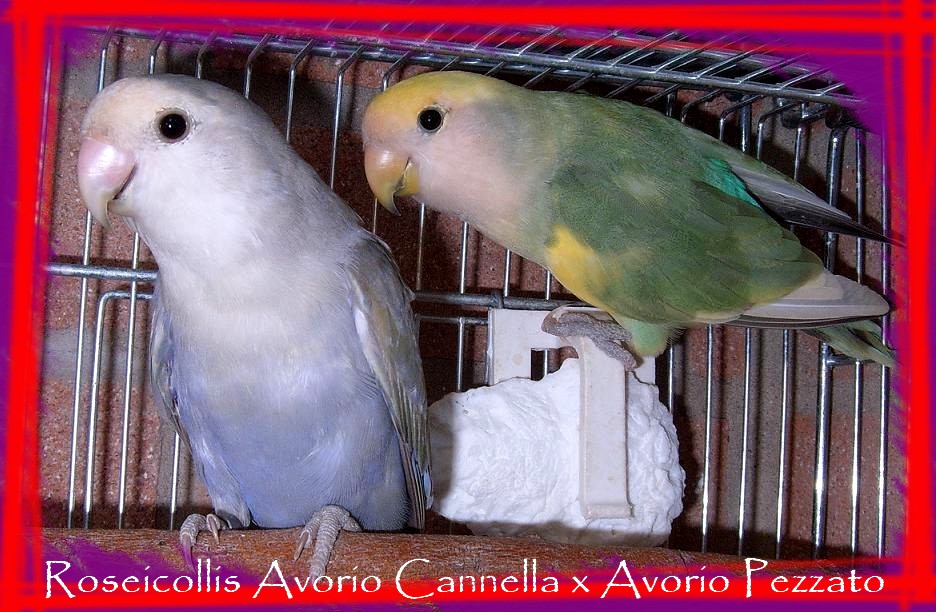 [PEZZATOAVORIO.JPG]