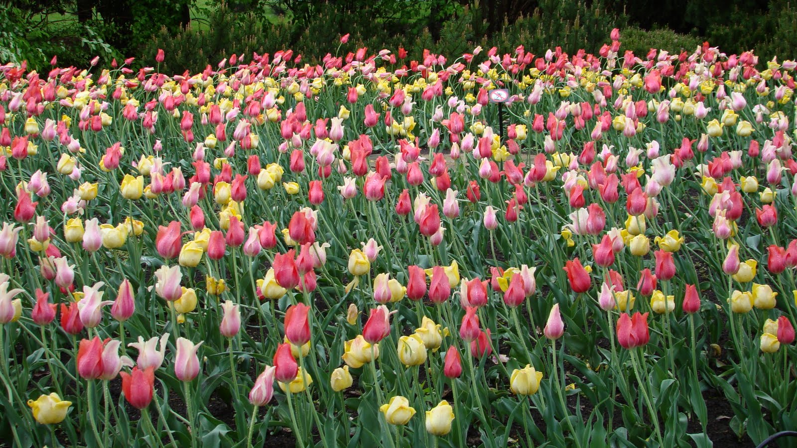 Backyard Tulip Garden Backyard Tulip Garden