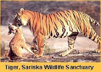 INDIAN TIGER: TIGERS DIET