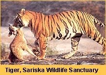 INDIAN TIGER: TIGERS DIET