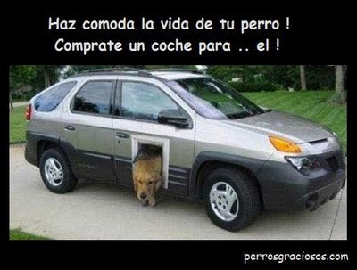 coche+perros