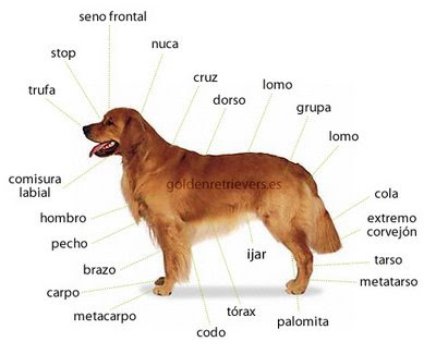 partes del corazon. partes del partes del corazon. partes del corazon. partes del