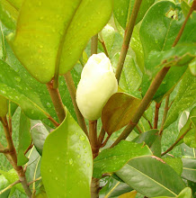 The First Magnolia Bud