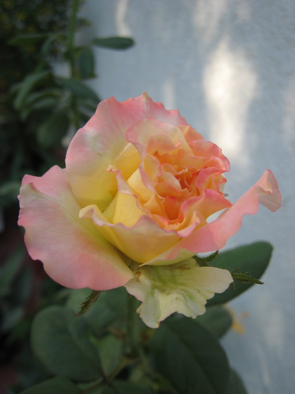 Fotografías y mas: Una bella rosa en el jardín