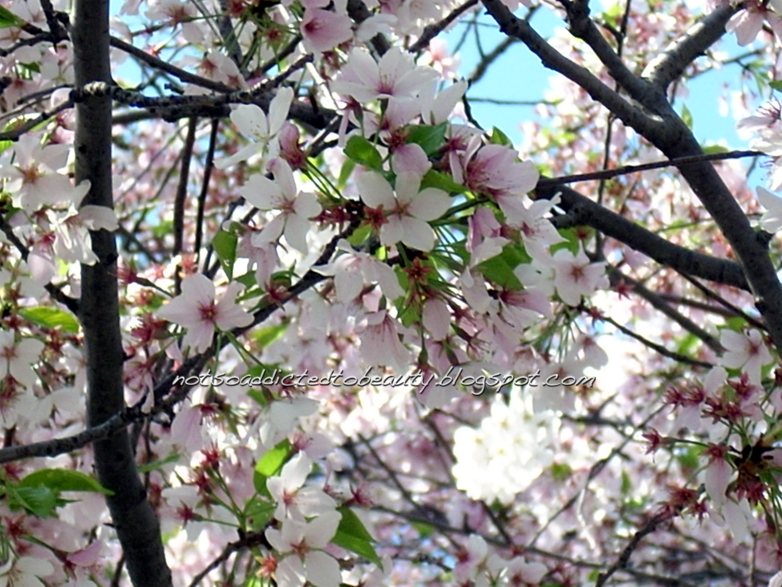 Not so addicted to Beauty Cherry Blossoms, ¿A qué huele la primavera?