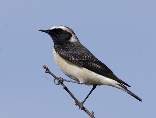 [Pied-Wheatear.JPG]