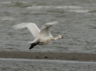 S Swan