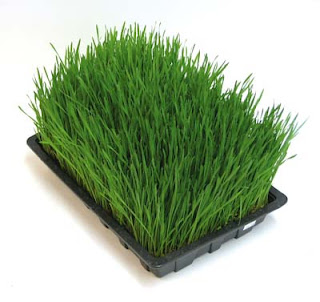 wheatgrass wheatgrass