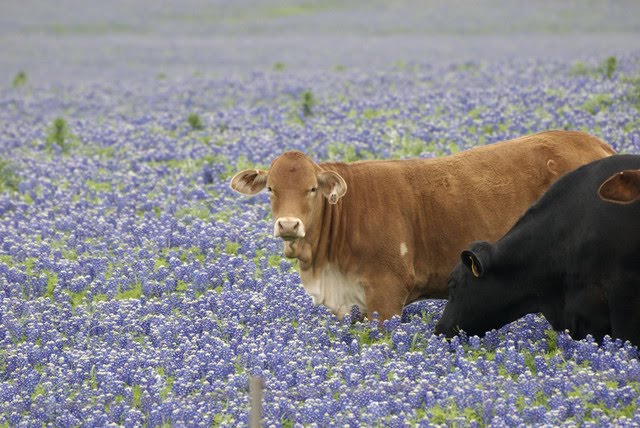 [bluebonnets.jpg]