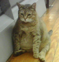 Fat Cat