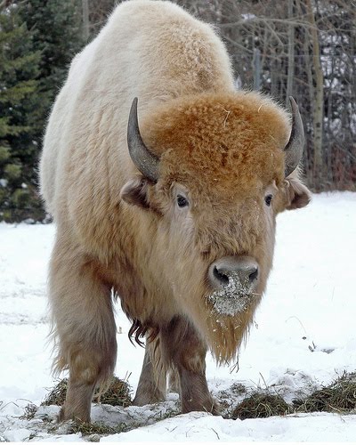 White Buffalo