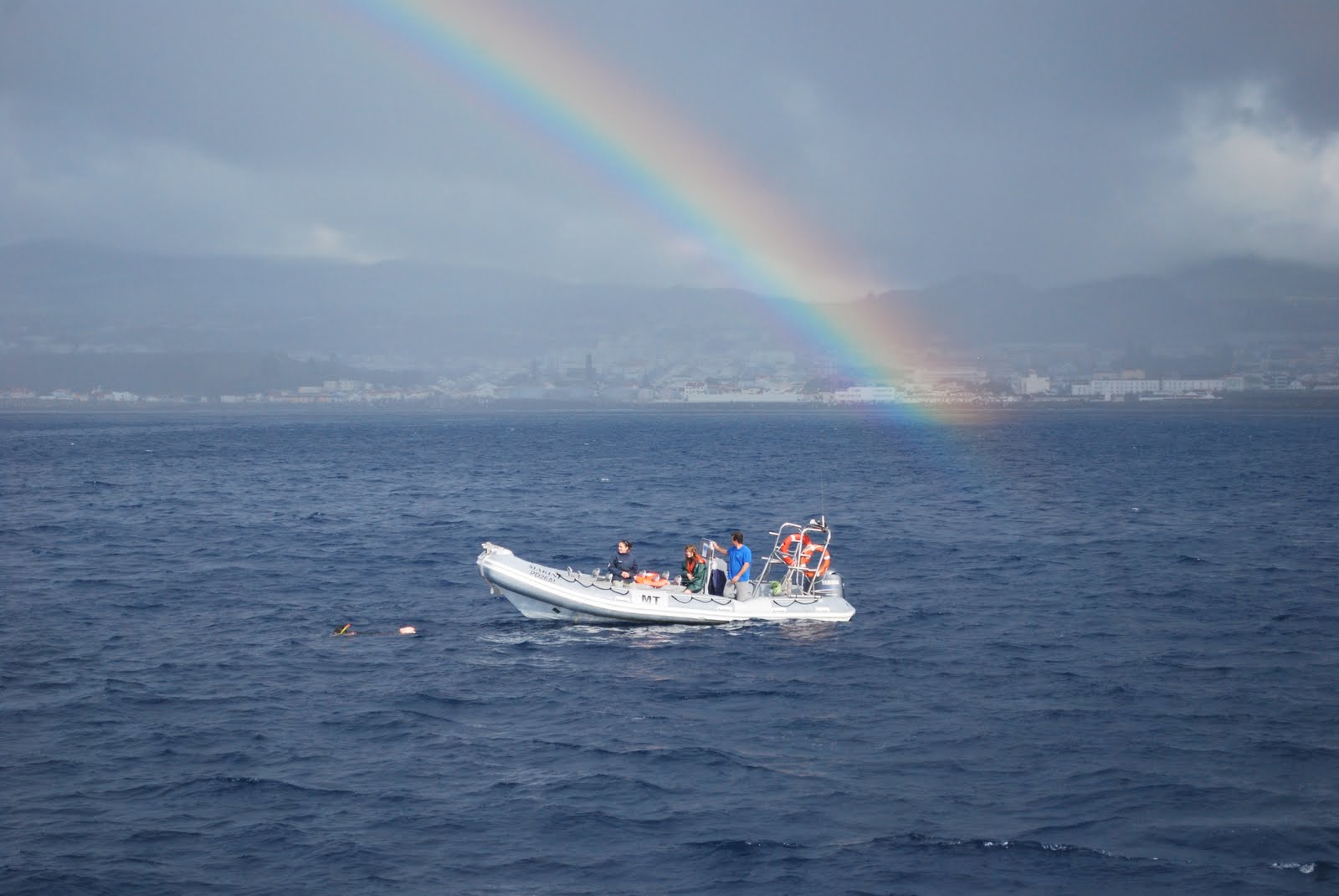 Dolphins And Rainbows