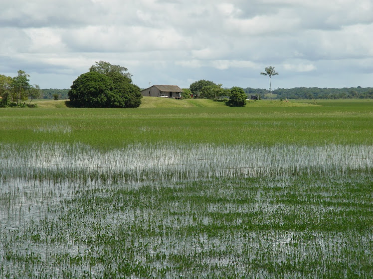 CURIAU> AMAPÁ