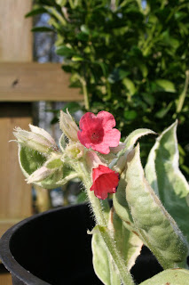 Pulmonarias – if anything is ‘Sky-blue-pink’, this plant is