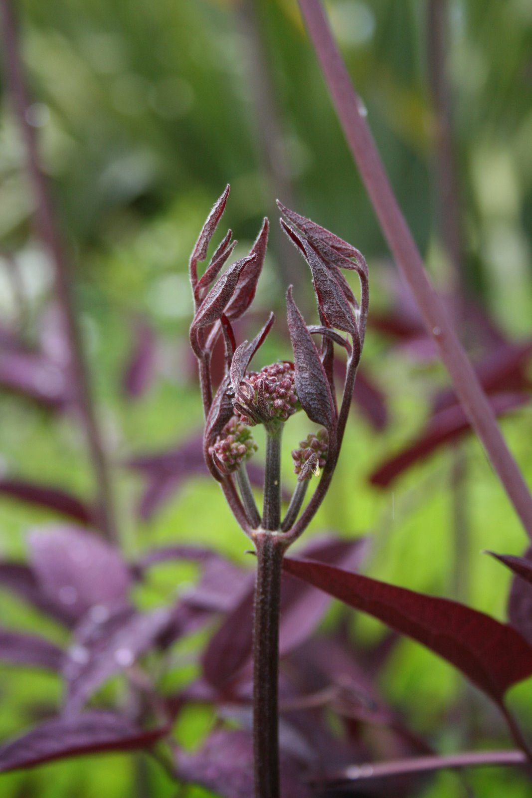 [20070531_999_14.JPG]