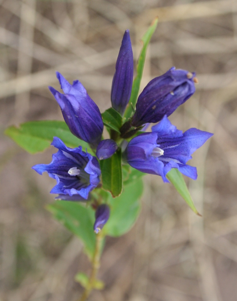 [20070909_999_18.JPG]