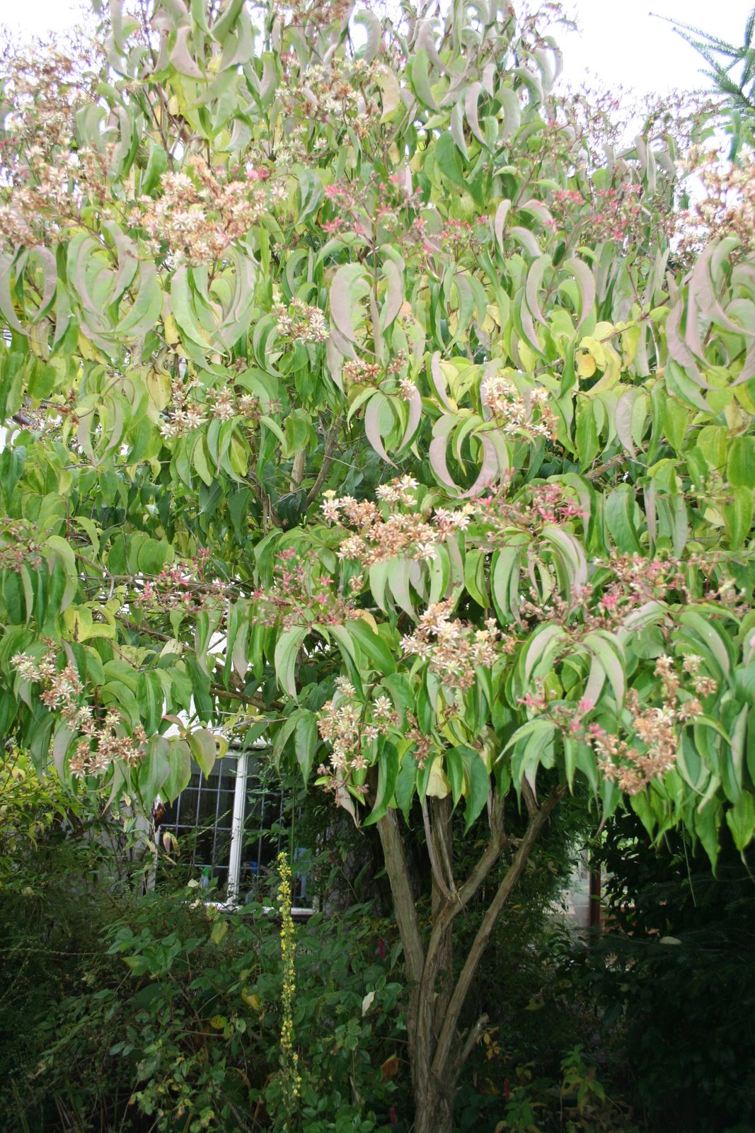 [Heptacodium+miconioides.jpg]