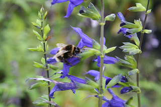 Seeds – except for Salvias…