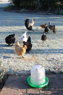 You can’t beat a hardy bird…