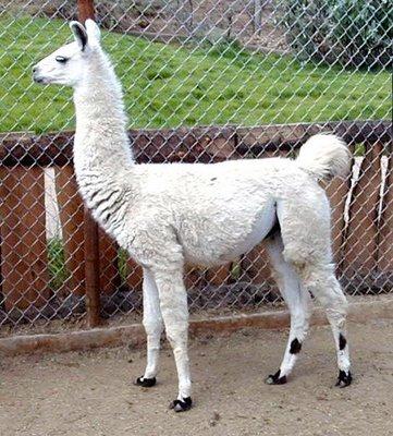 Imagenes De Animales Llamas | animales fotos dibujos imagenes fotos de llamas Imagenes De Animales Llamas | animales fotos dibujos imagenes fotos de llamas