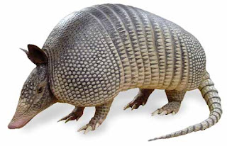 Armadillo de perfil Armadillo de perfil