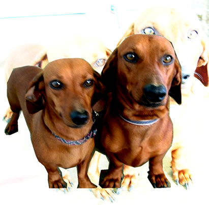 DIBUJOS DE PERROS SALCHICHAS dibujos de perros salchichas: