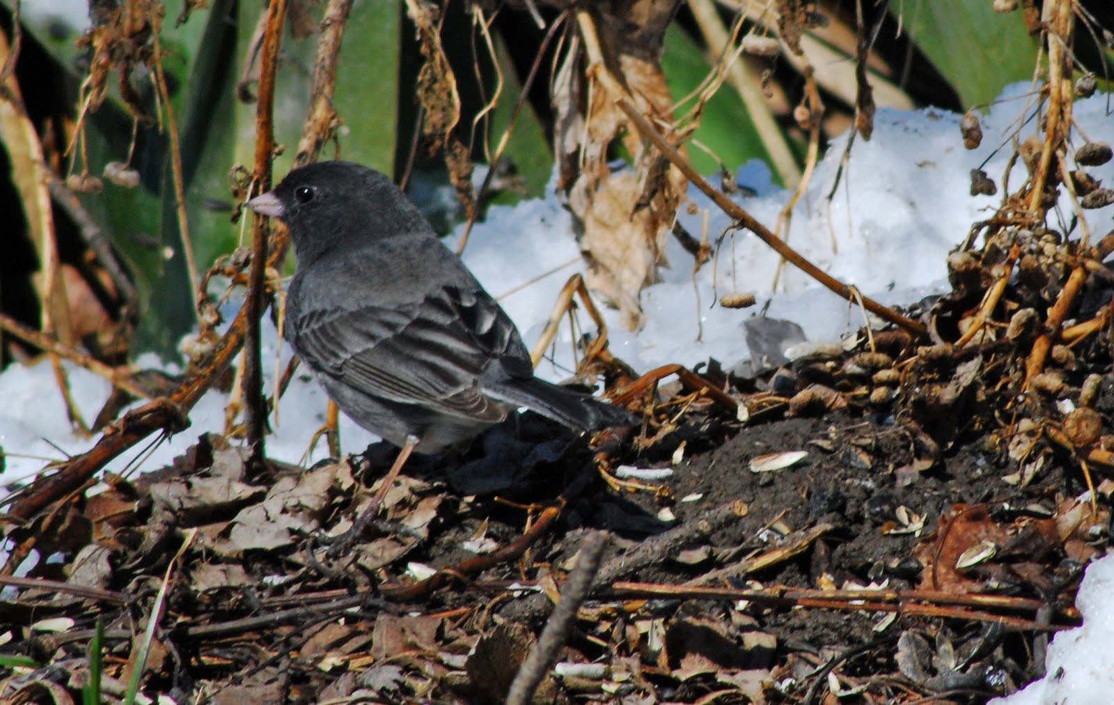 [junco.jpg]