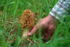 Morel Mushrooms