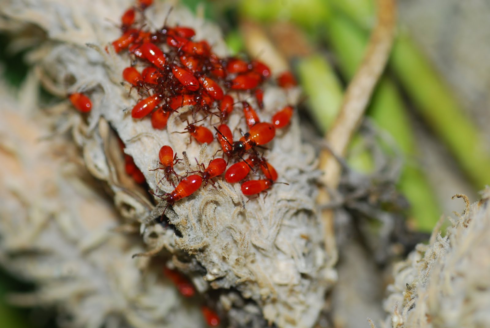 MObugs: Milkweed-it's whats good for you