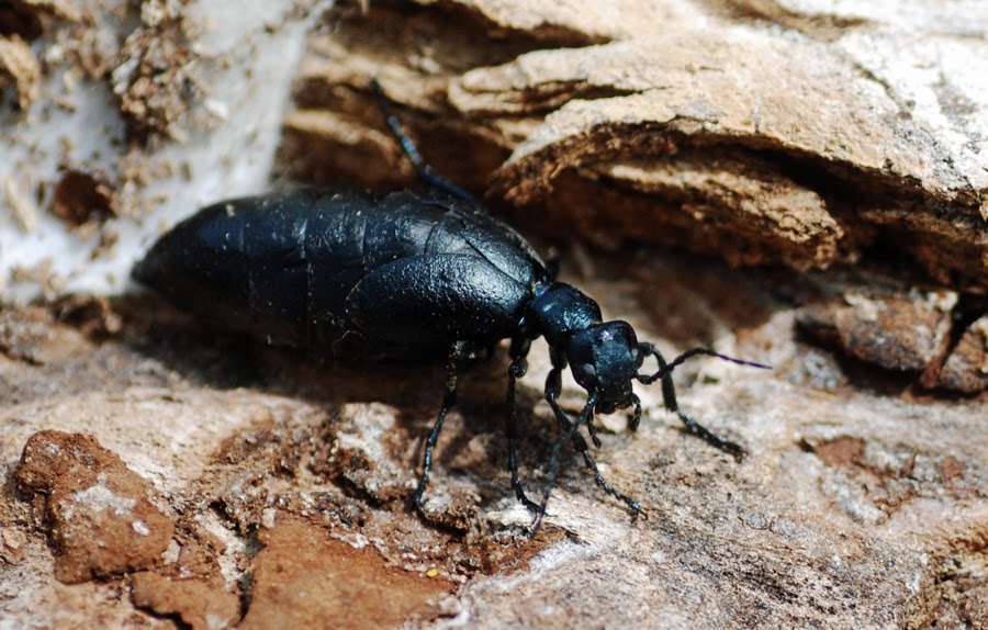 Oil Beetle