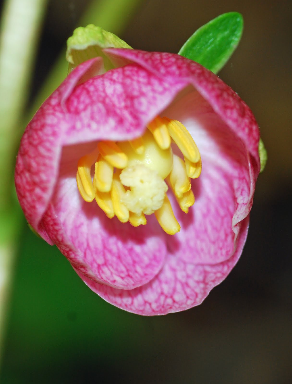 Explore Missouri Mayapple