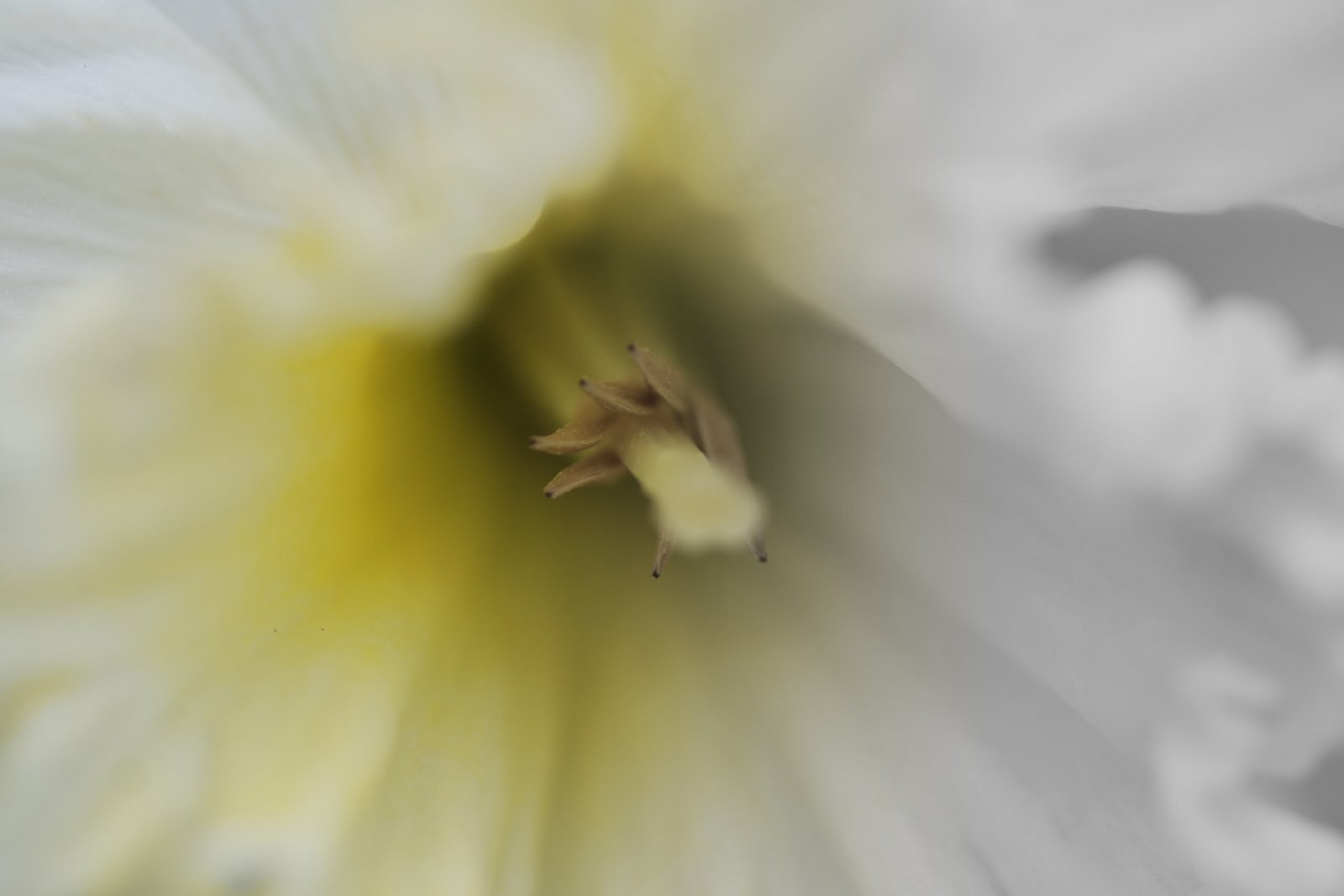[daffodileffect.jpg]