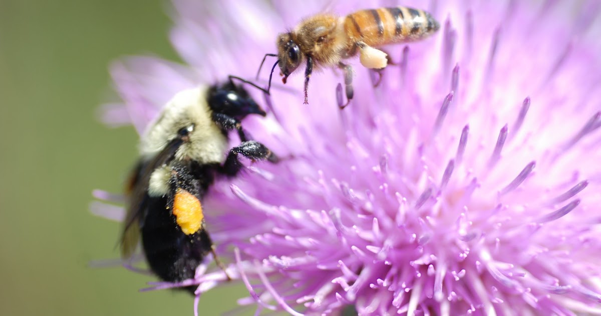 MObugs Missouri's State Insect