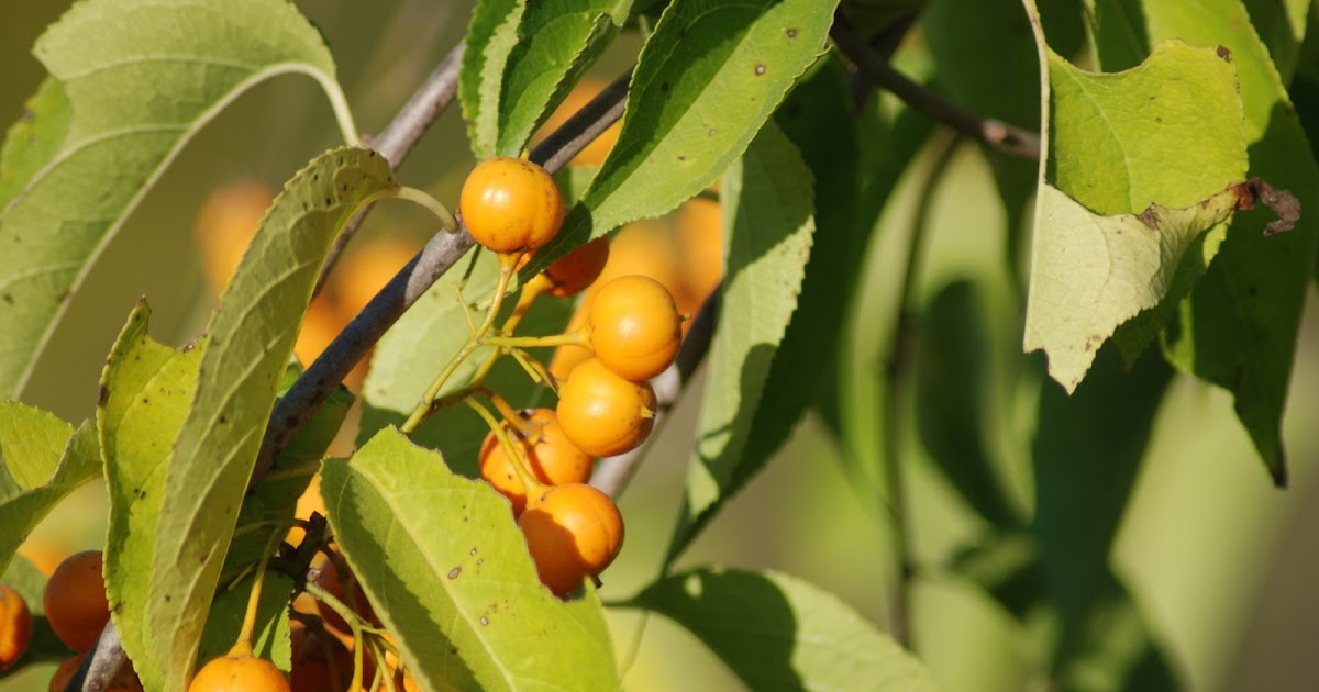 Explore Missouri American Bittersweet